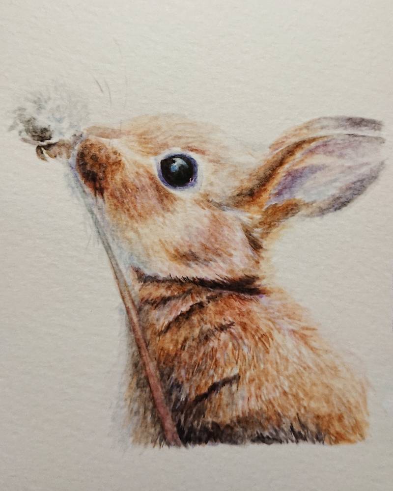 bunny by meidraws (Watercolor)