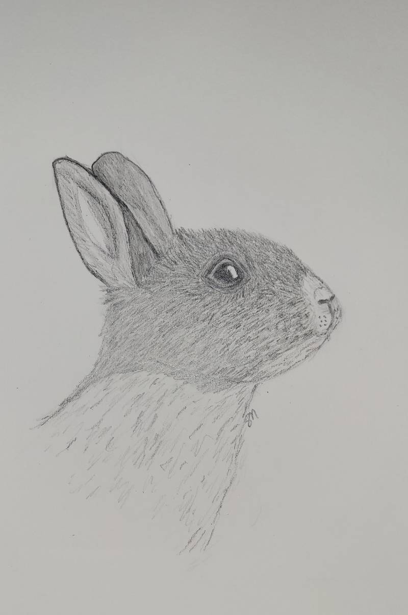 bunny by claddaugh8971 (Pencil)