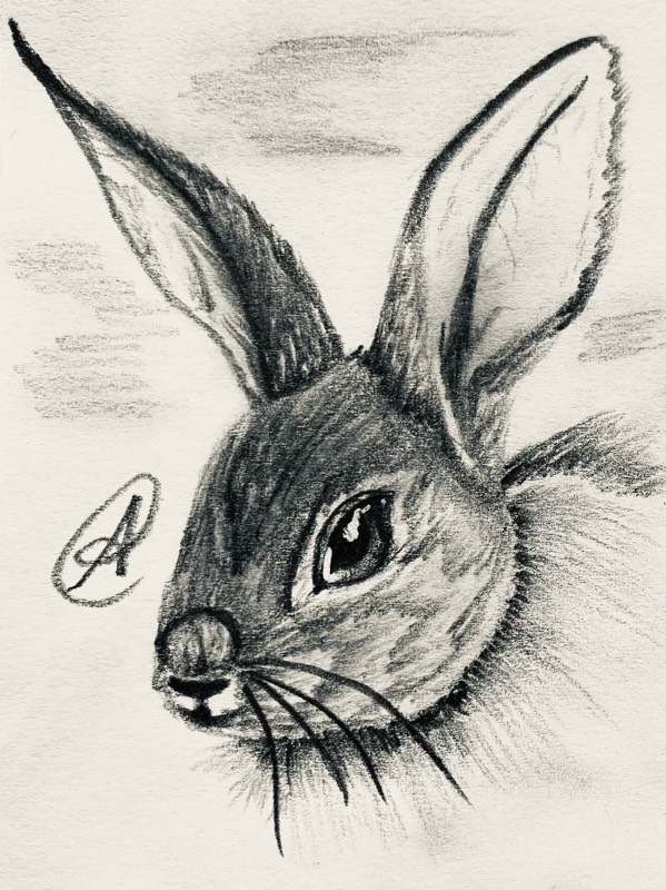 bunny by ARTISTIC (Pencil, Pen, Ink)
