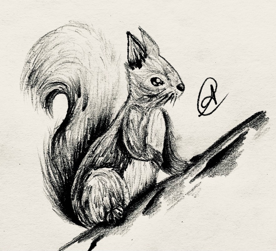 squirrel by ARTISTIC (Pen, Ink, Pencil)
