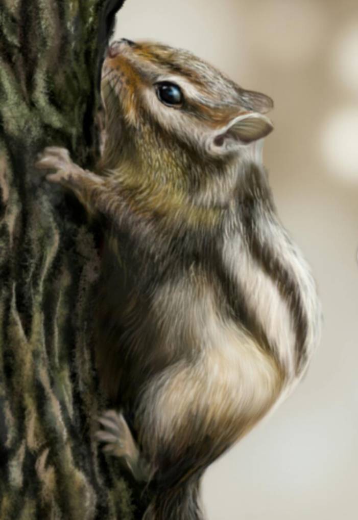 squirrel by AkashAkash (Digital)