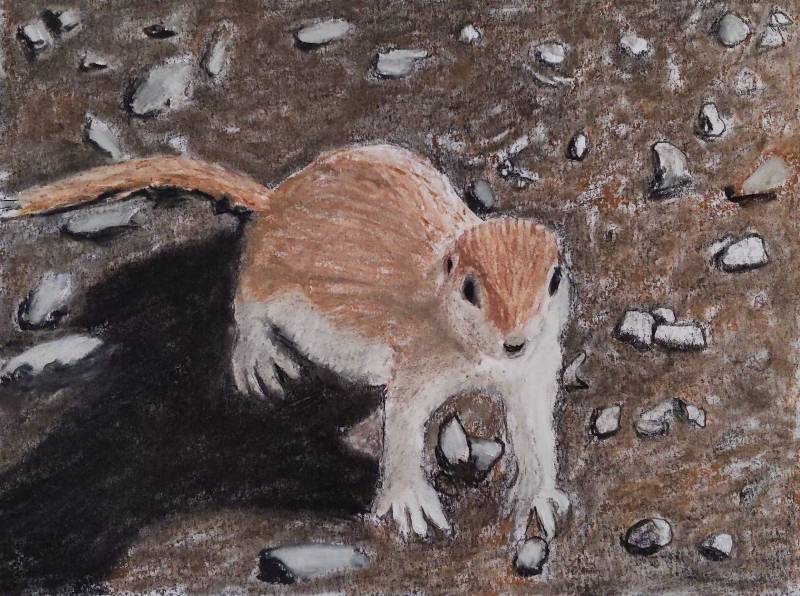 squirrel by jimcf (Charcoal, Soft pastel)