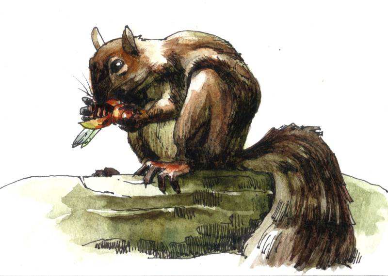 squirrel by Verdundegast (Pencil, Pen, Watercolor)