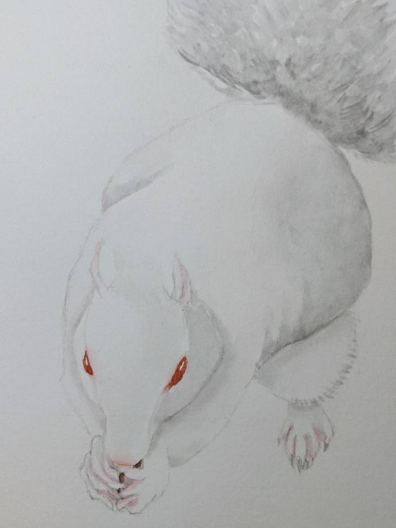 squirrel by Babyknows (Watercolor, Pencil)