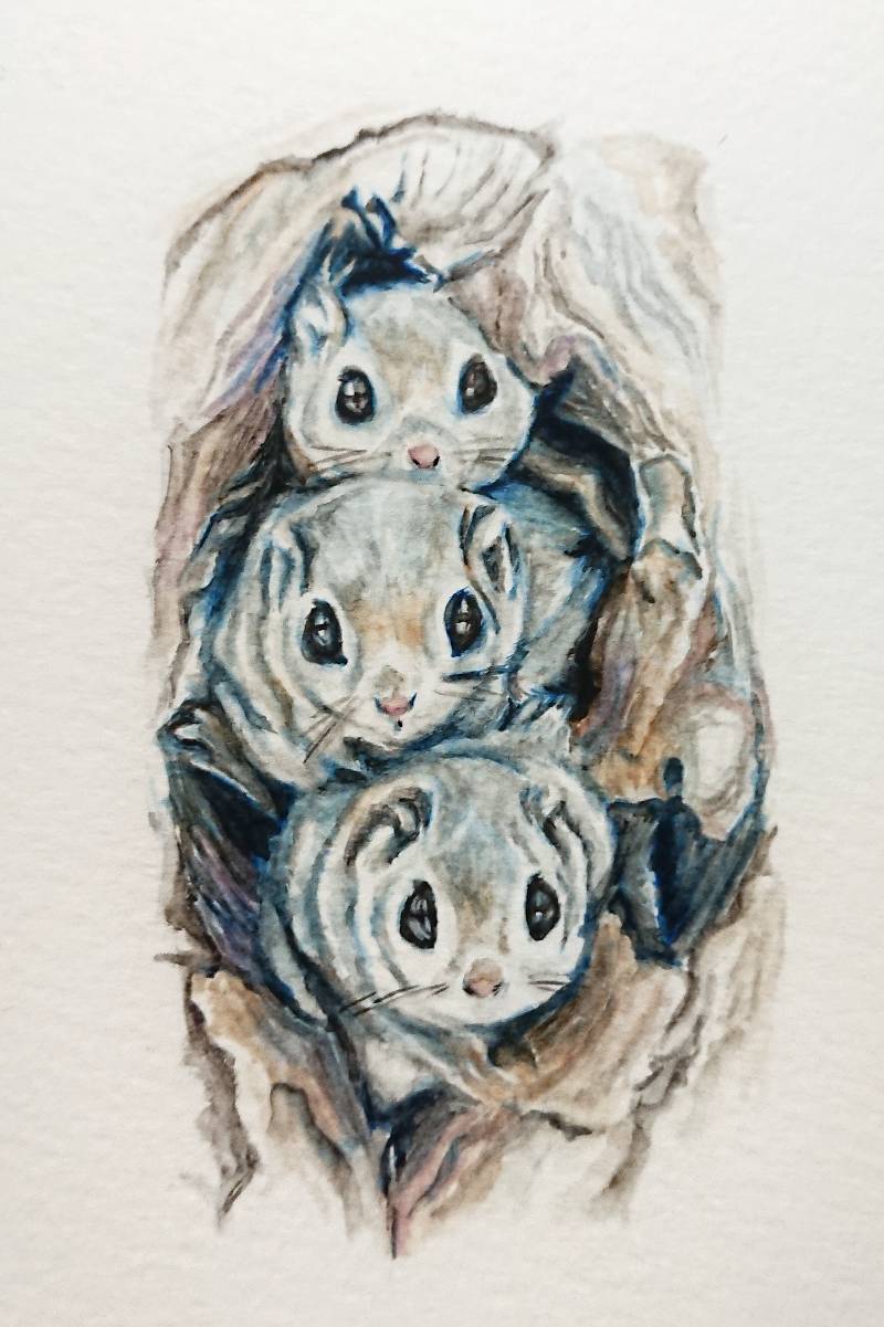 squirrel by meidraws (Watercolor)
