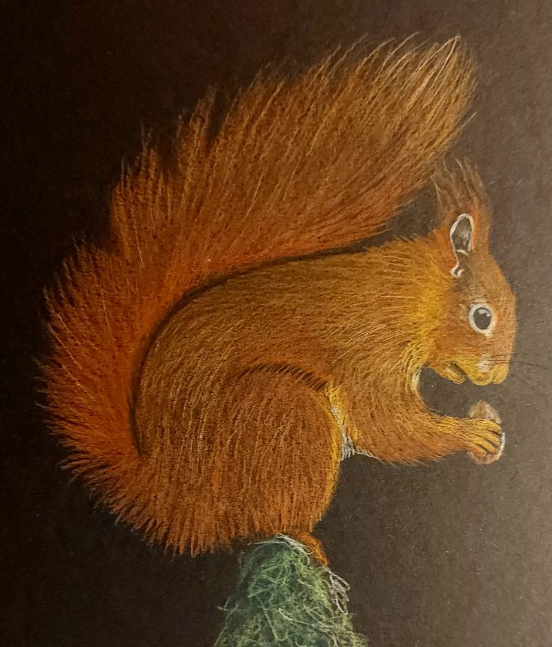 squirrel by Wiliane (Colored pencil)