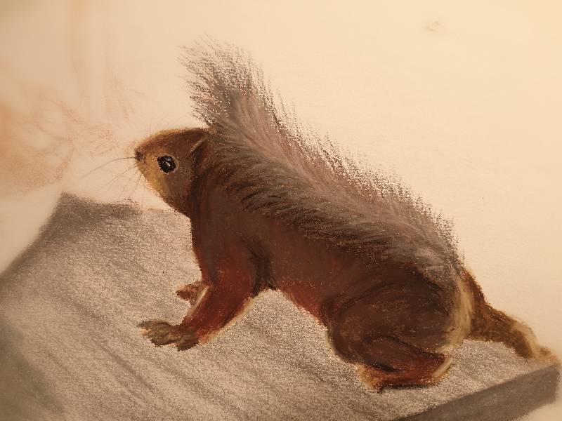 squirrel by Mimmismimmi (Oil pastel, Pencil)