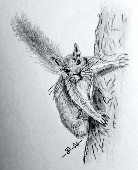 squirrel by infoguru (Pencil)