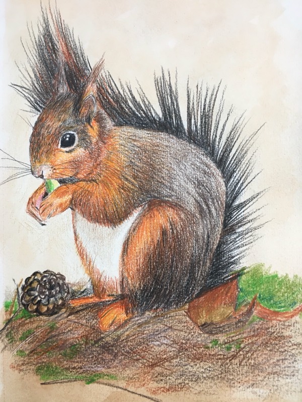 squirrel by Breelily (Colored pencil, Watercolor)