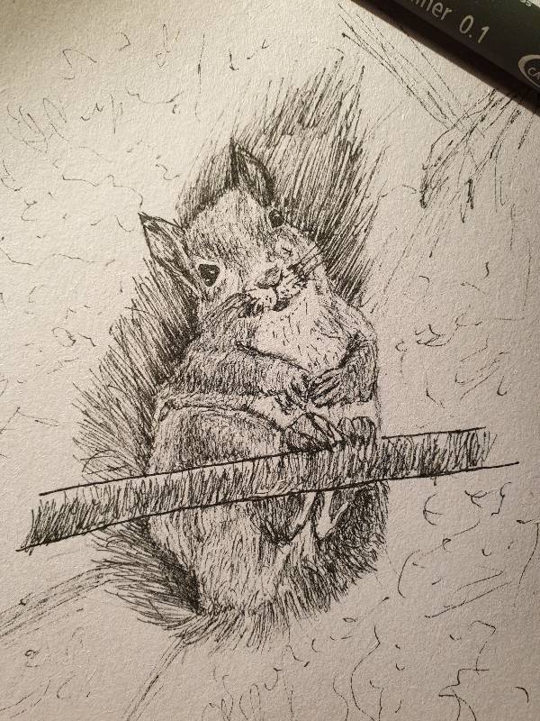 squirrel by Magae (Ink)