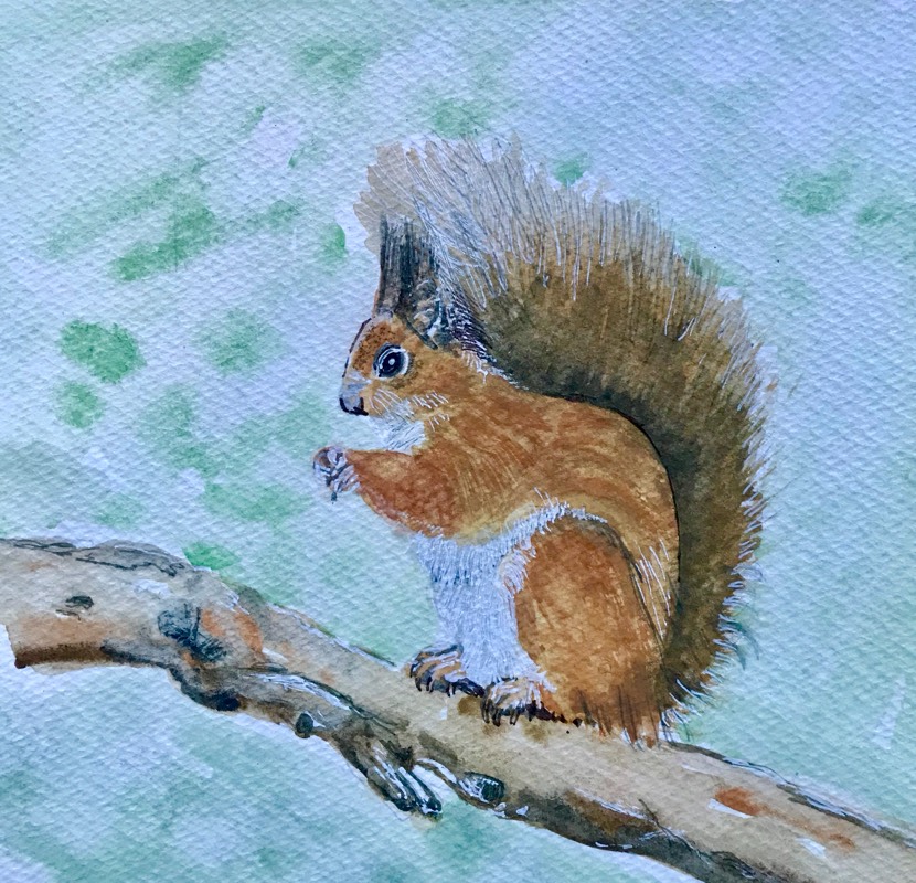 squirrel by fairlawnbj (Watercolor, Pen)
