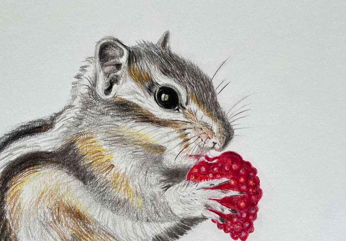 raspberry by TinaB (Pencil, Colored pencil)