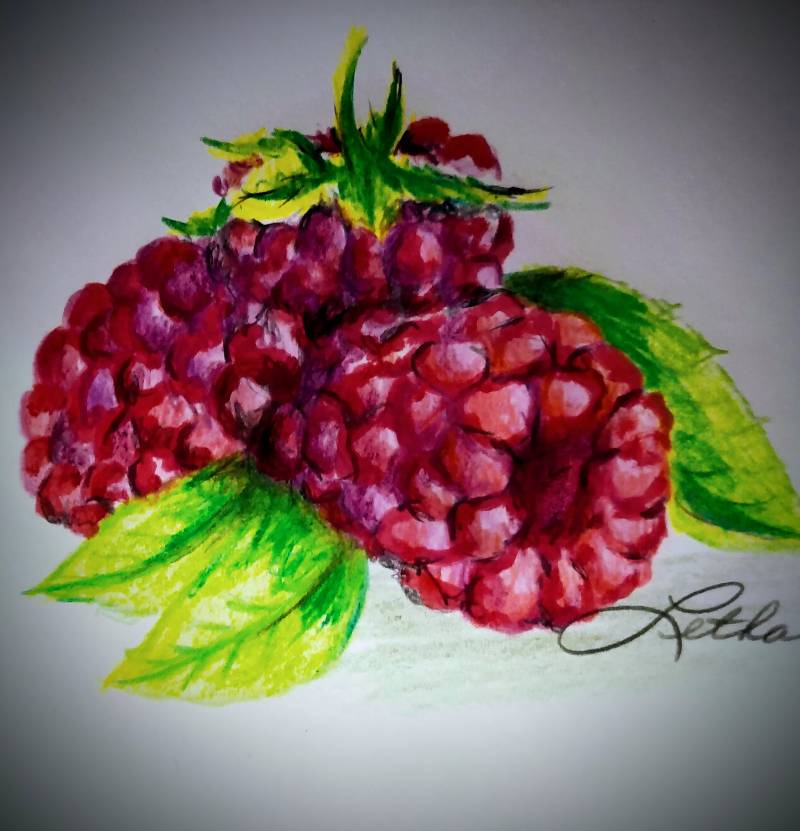 raspberry by letha (Pencil, Colored pencil)