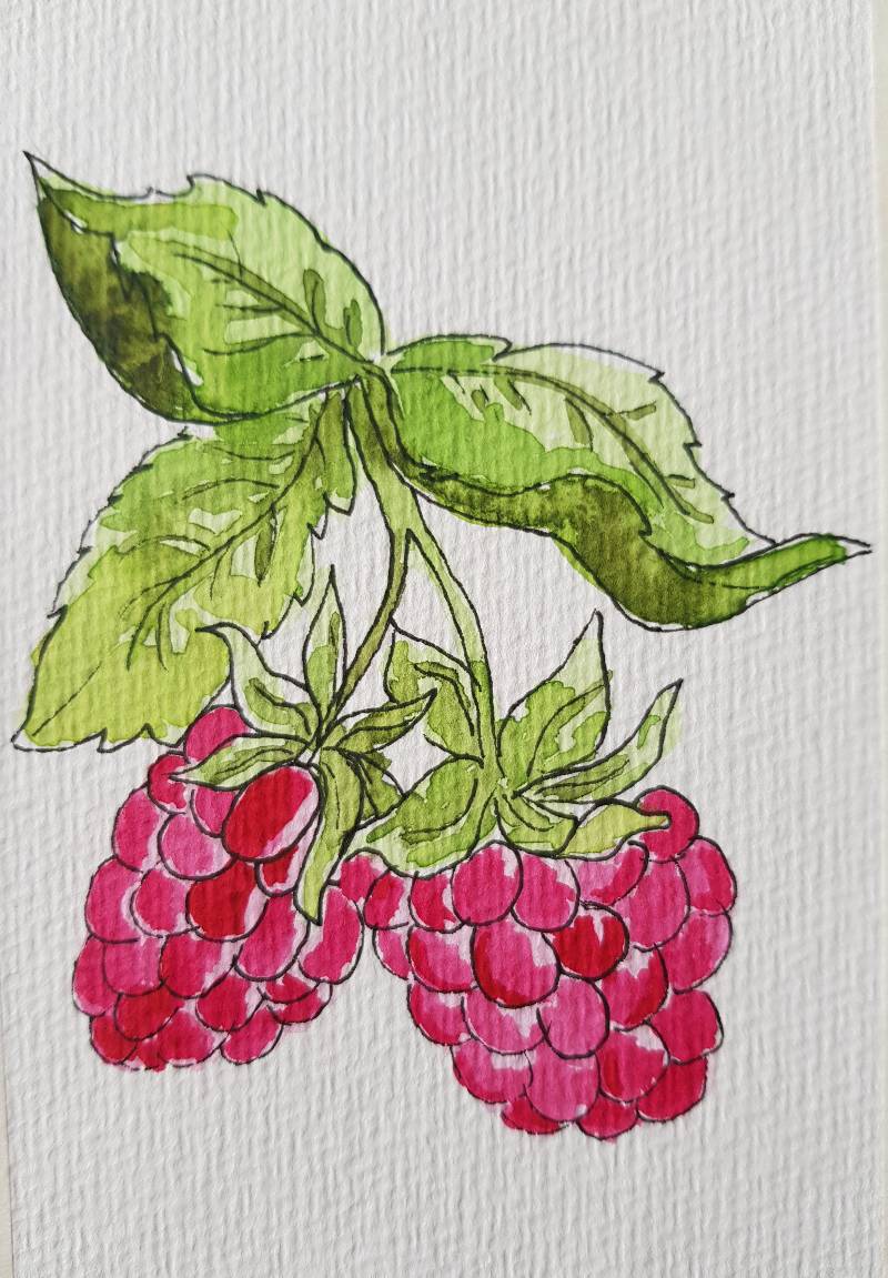 raspberry by Anke (Watercolor, Pen)