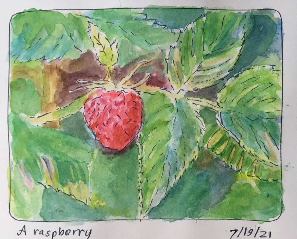 raspberry by WetDirt (Watercolor, Pen, Ink)