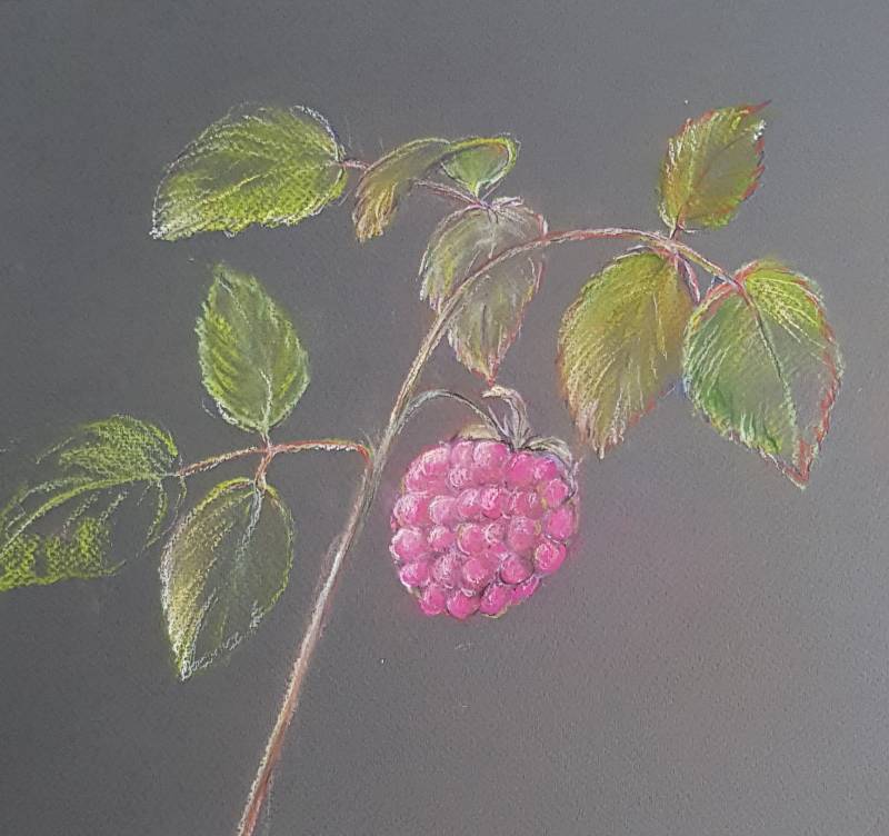raspberry by bluecloud (Soft pastel)