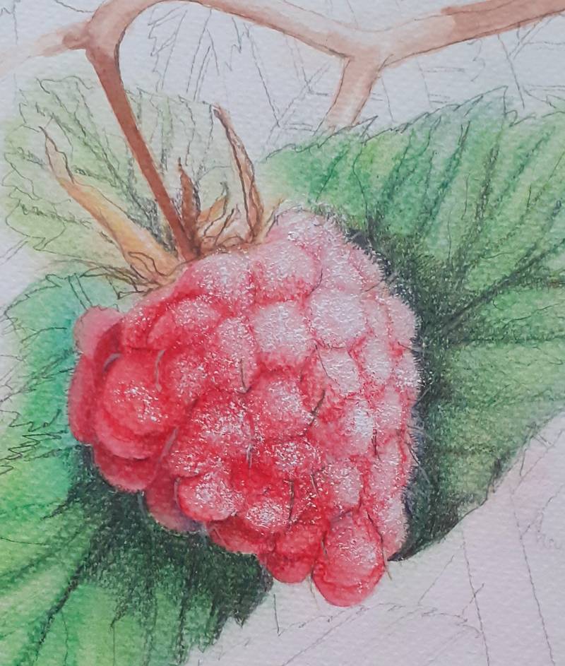 raspberry by Juliapinksocks (Pencil, Watercolor, Soft pastel)