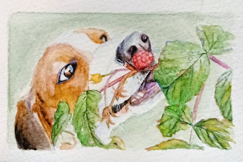 raspberry by meidraws (Watercolor)