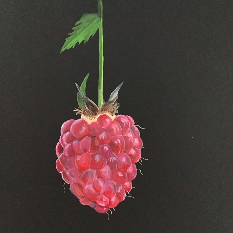 raspberry by Sally (Watercolor)