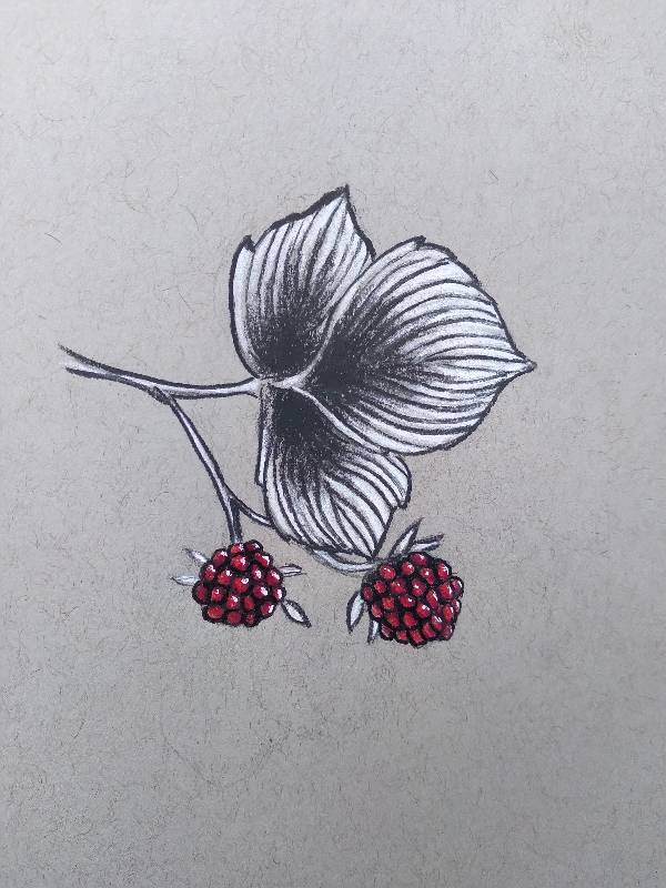 raspberry by mikrook (Pencil, Ink, Colored pencil, Charcoal, Soft pastel)