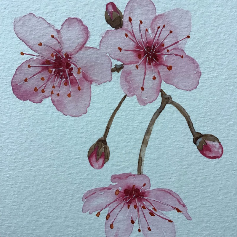 cherry by Sally (Watercolor)