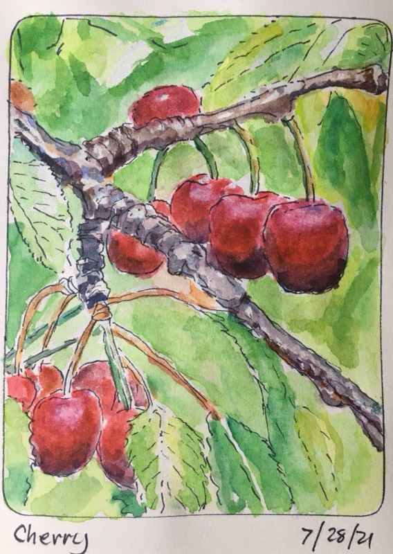 cherry by WetDirt (Watercolor, Pen, Ink)
