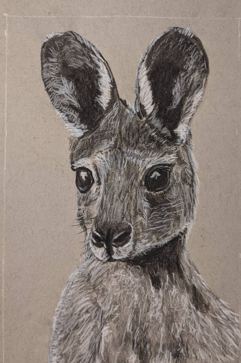 kangaroo by jimcf (Charcoal)