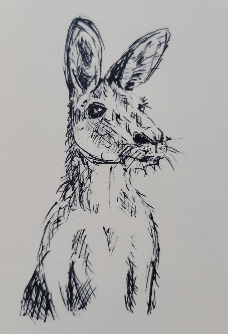 kangaroo by Kate2843 (Pencil)