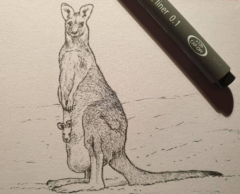 kangaroo by Magae (Ink)