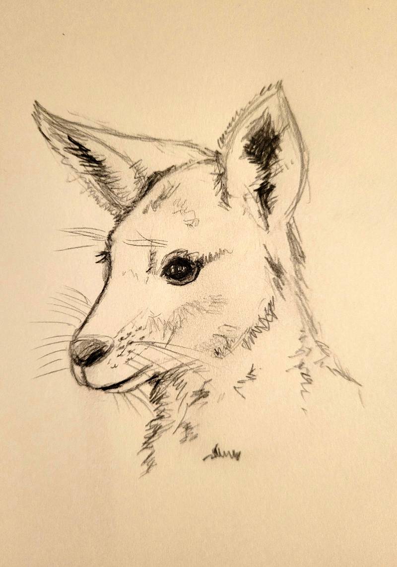 Kangaroo drawings