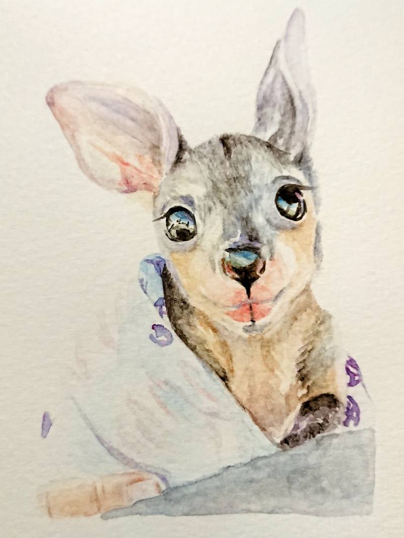 kangaroo by meidraws (Watercolor)