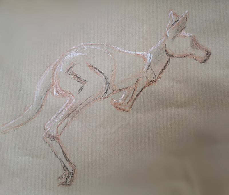 kangaroo by Mimmismimmi (Charcoal, Soft pastel)