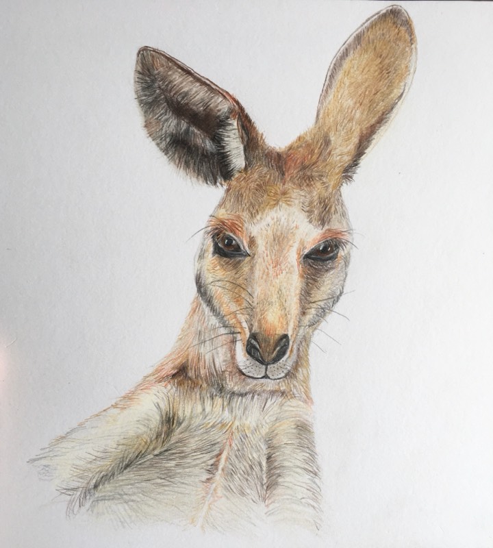 kangaroo by Breelily (Colored pencil)