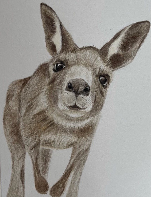 kangaroo by TinaB (Pencil, Pen, Colored pencil)