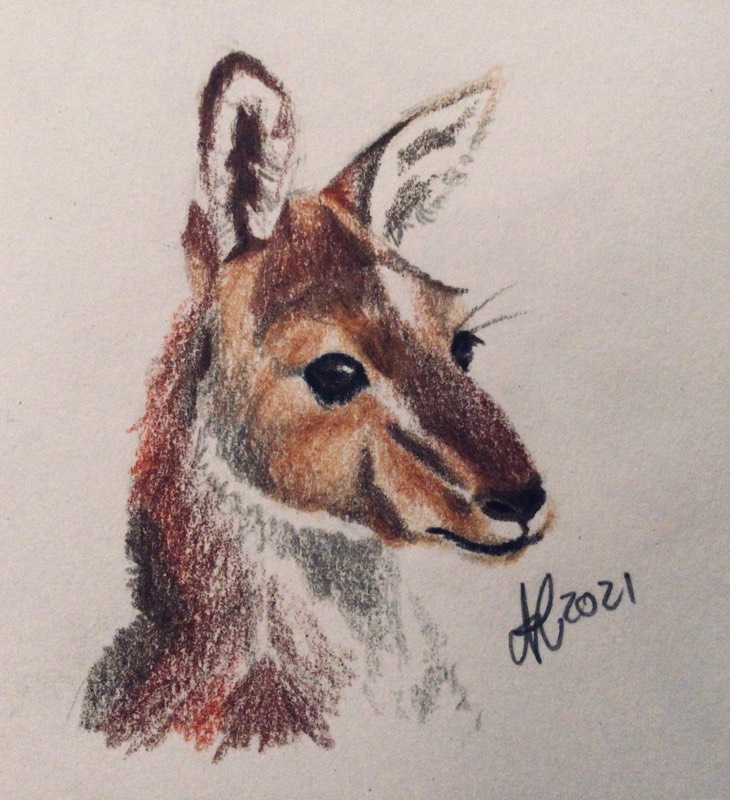 kangaroo by Niomix (Colored pencil)