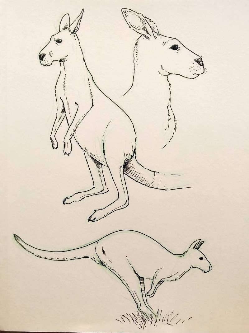 kangaroo by Artmason (Pen, Pencil)