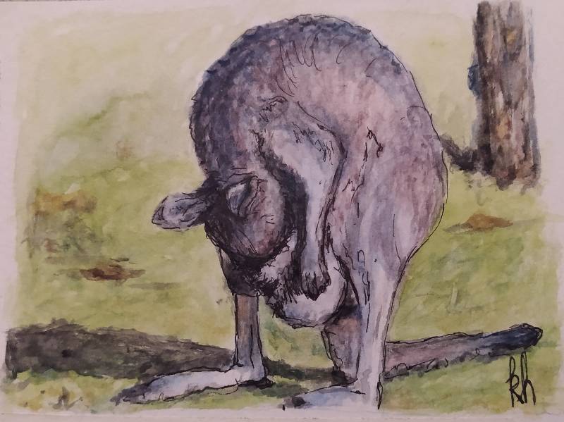 kangaroo by kiwy (Watercolor, Pen)