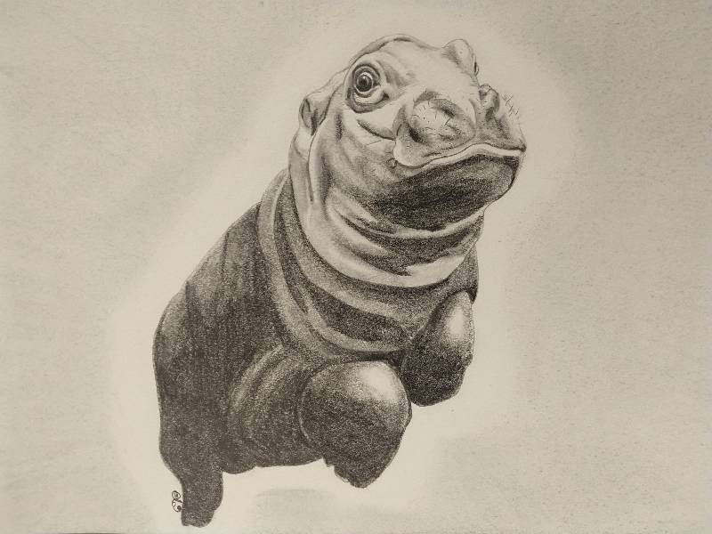 hippo by Nymphillon (Pencil)
