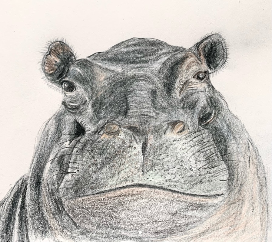 hippo by fairlawnbj (Colored pencil)
