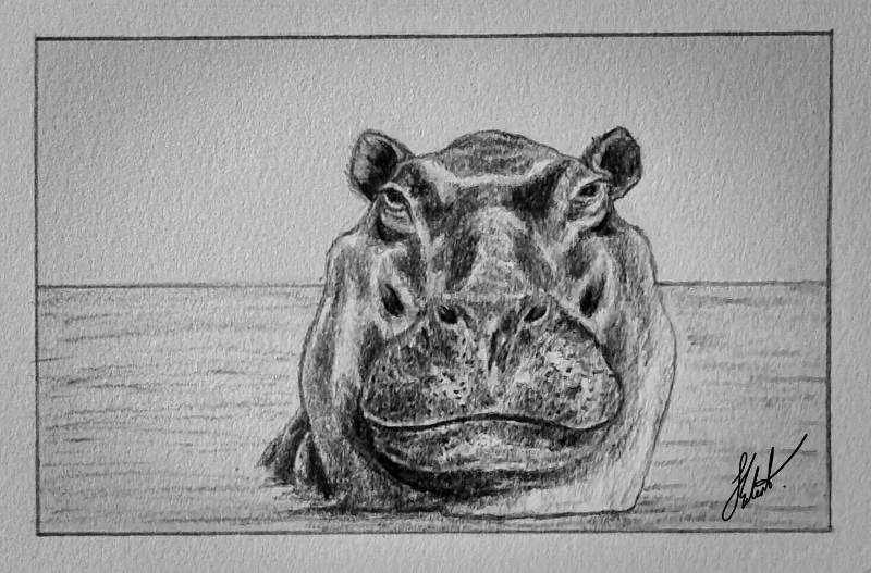 hippo by Jesseeker44 (Pencil)