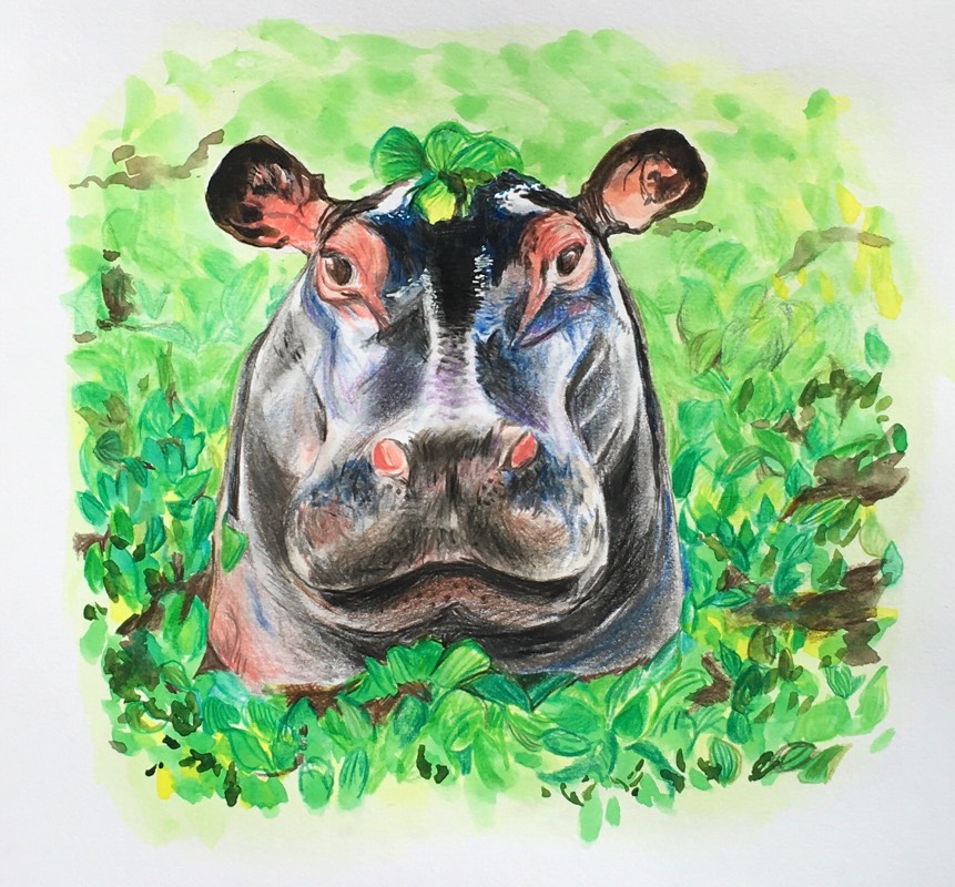 hippo by Breelily (Watercolor, Colored pencil)