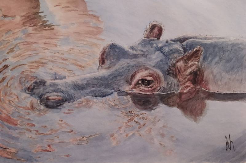 hippo by kiwy (Watercolor)