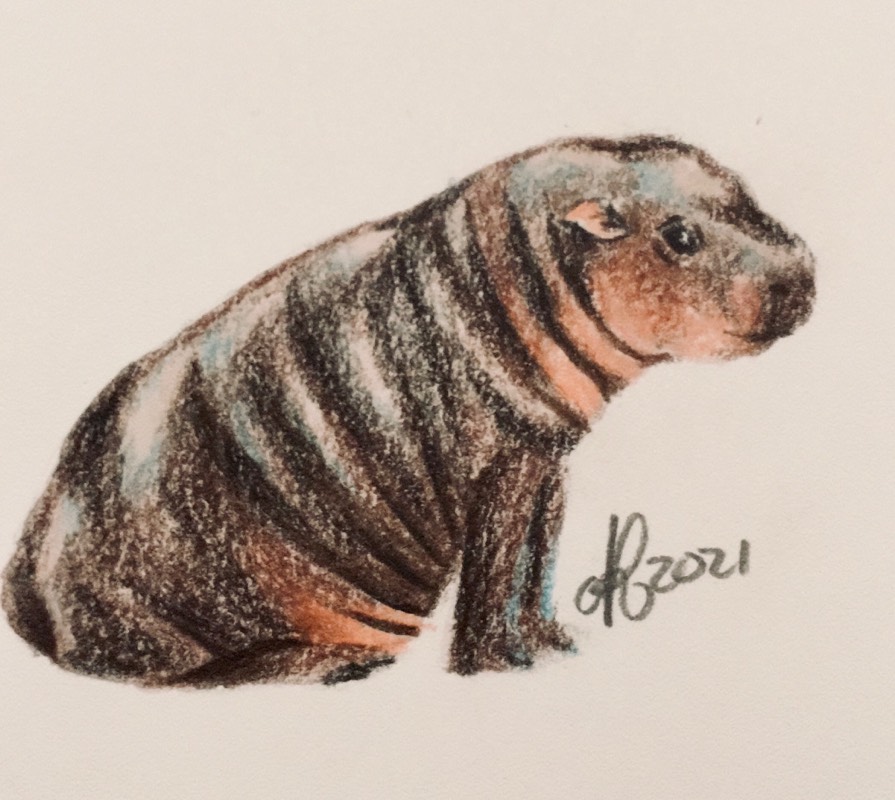 hippo by Niomix (Colored pencil)
