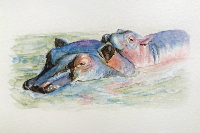 hippo by meidraws (Watercolor)