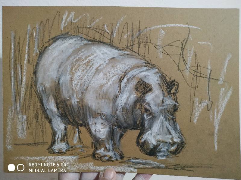 hippo by joseunico (Charcoal, Soft pastel)