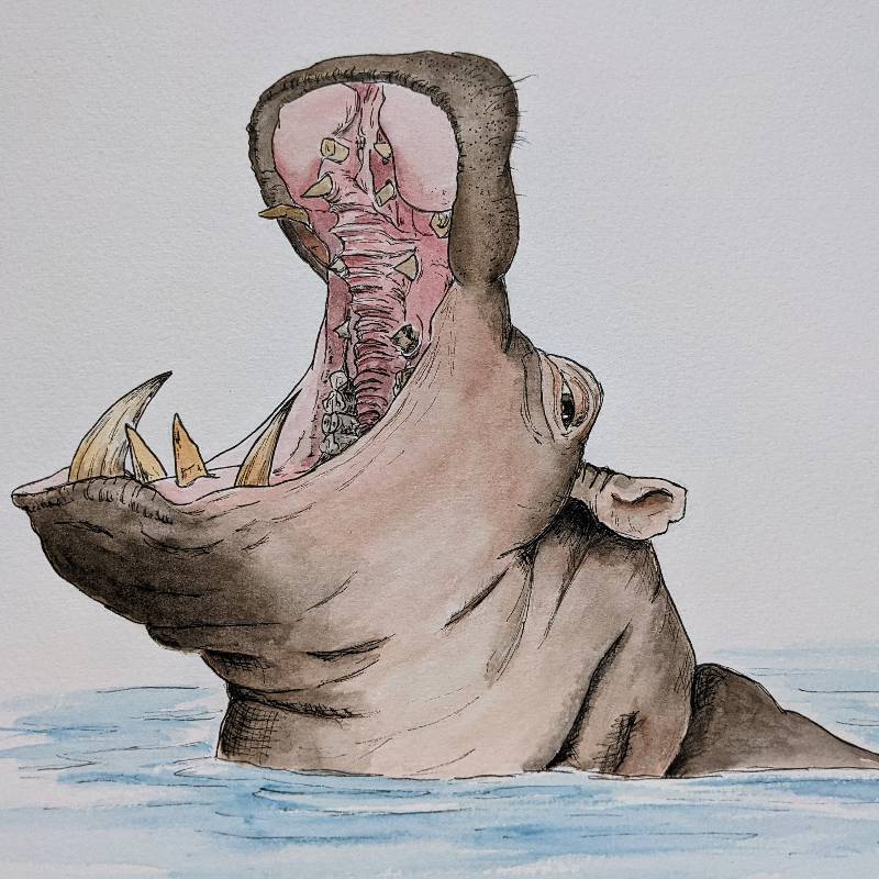 hippo by Elan28 (Watercolor, Pen)