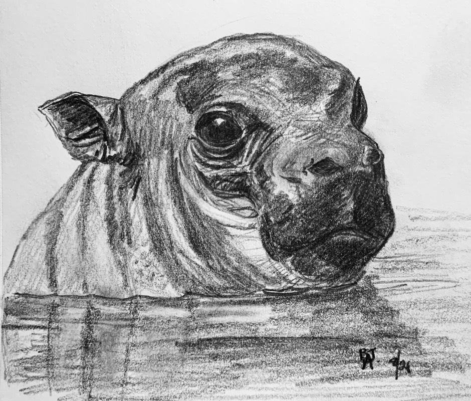 hippo by fairlawnbj (Pencil)