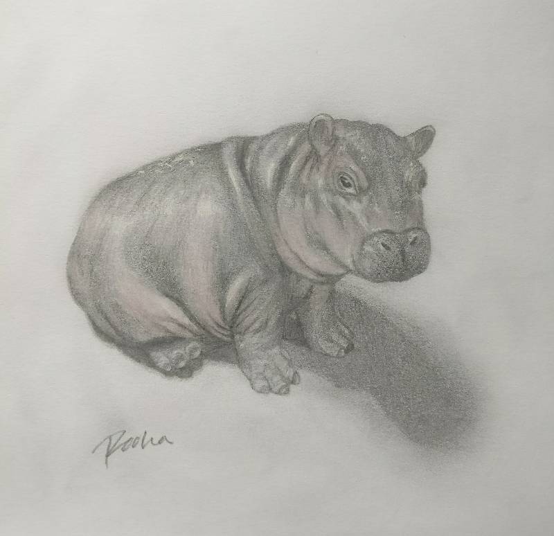 hippo by pooha (Pencil, Markers, Colored pencil)