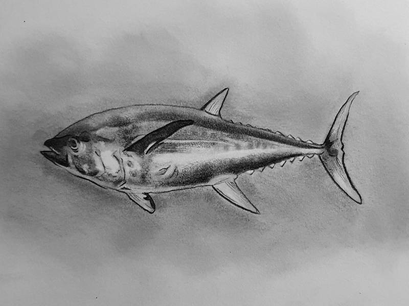 tuna by Nayr (Pencil)