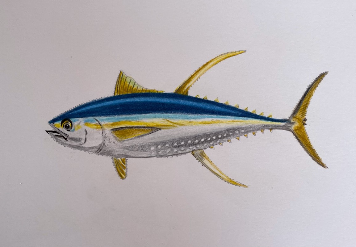 tuna by TinaB (Pencil, Pen, Colored pencil)